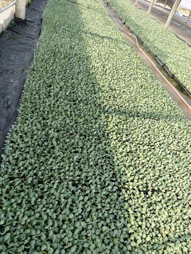 松花【白花】苗苗场直供量大优惠现拍现发