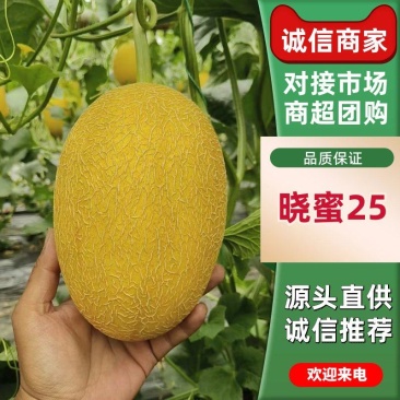 【晓蜜25】精品哈密瓜晓蜜25号哈密供应市场商超电商一手货源