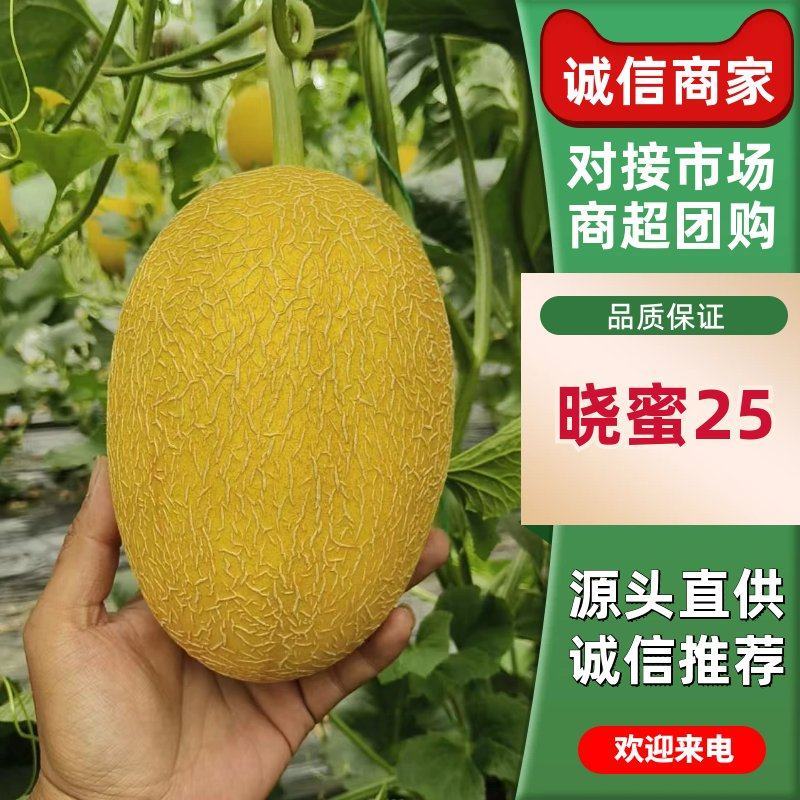 【晓蜜25】精品哈密瓜晓蜜25号哈密供应市场商超电商一手货源