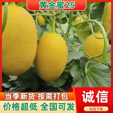 【手选】黄金蜜25哈密瓜代办供应市场商超电商一手货源
