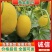 【手选】黄金蜜25哈密瓜代办供应市场商超电商一手货源
