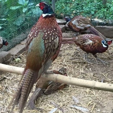 七彩山鸡野鸡蛋种蛋可孵化