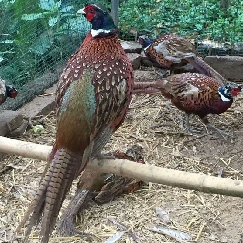 七彩山鸡野鸡蛋种蛋可孵化