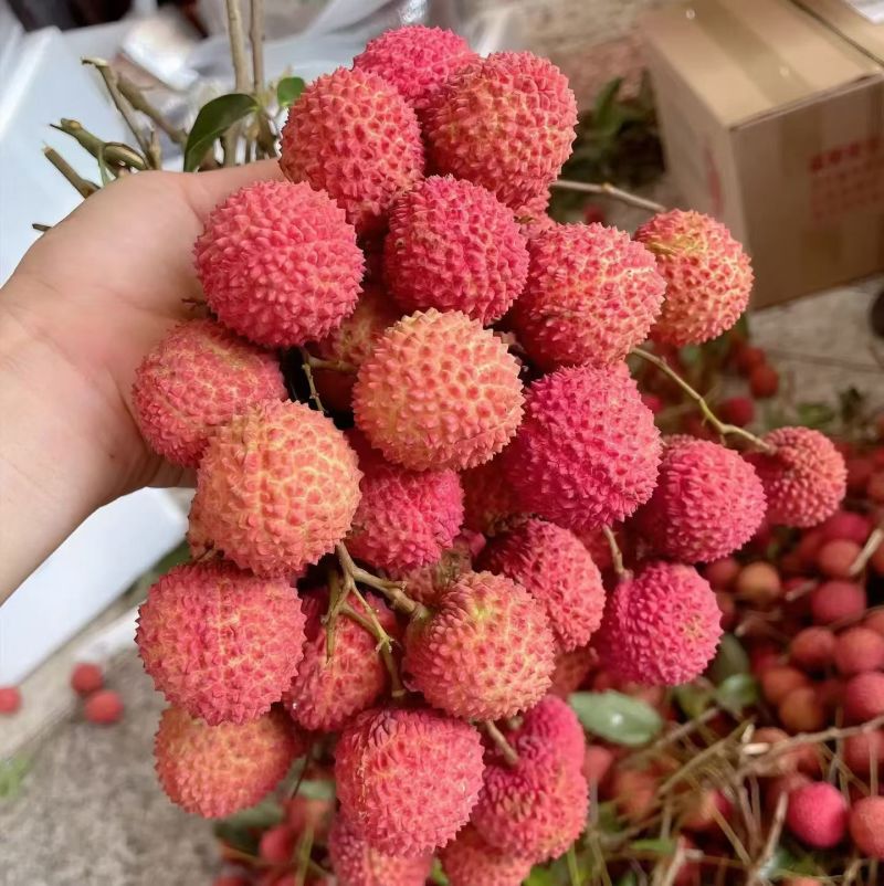 高州桂味荔枝现摘现发商超水果店电商一件代发批发精品果