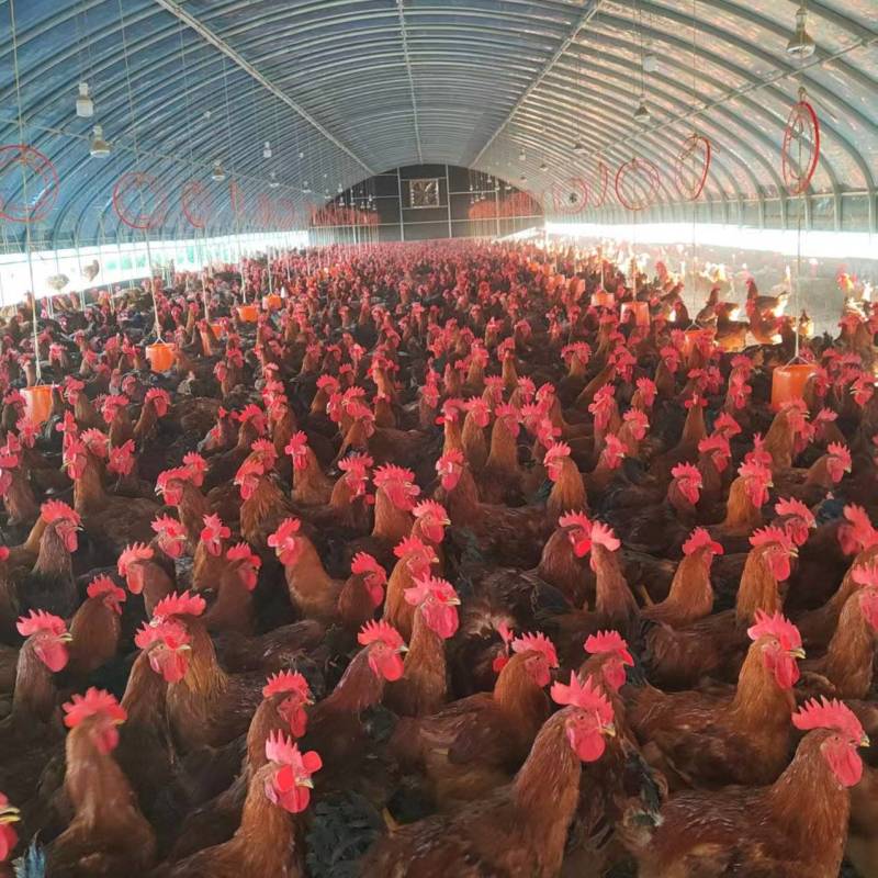 《九斤红》肉鸡陕西大型养殖基地直发溜达鸡走地鸡量大从优