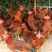 《九斤红》肉鸡陕西大型养殖基地直发溜达鸡走地鸡量大从优