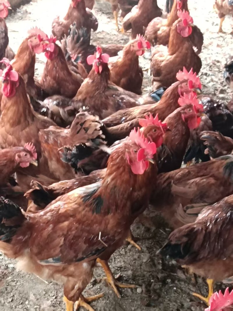 陕西九斤红肉鸡基地直发溜达鸡走地鸡可屠宰冷链发货