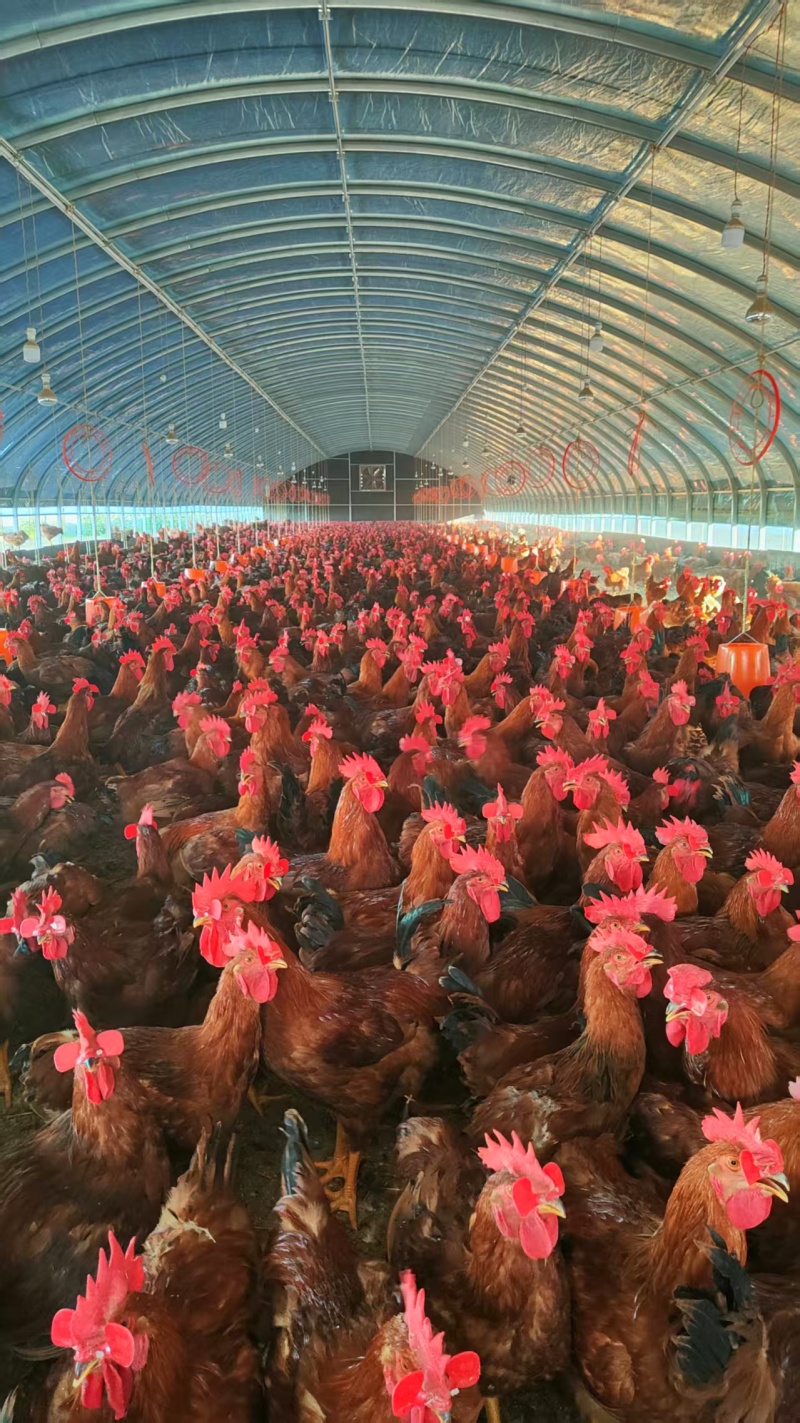 陕西九斤红肉鸡基地直发溜达鸡走地鸡可屠宰冷链发货