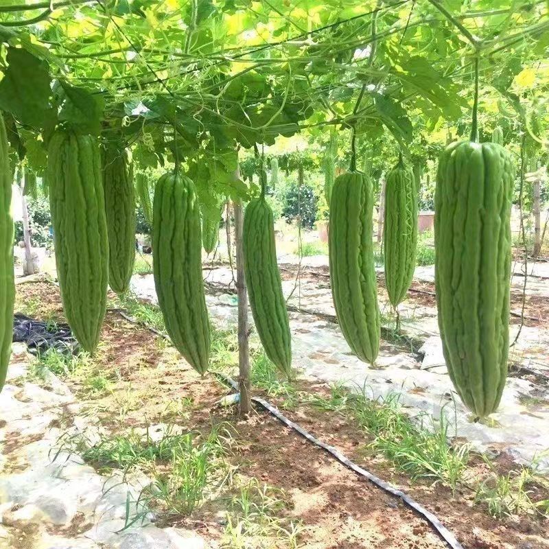 嫁接苦瓜苗油苦瓜苗各类苦瓜苗嫁接油苦瓜苗