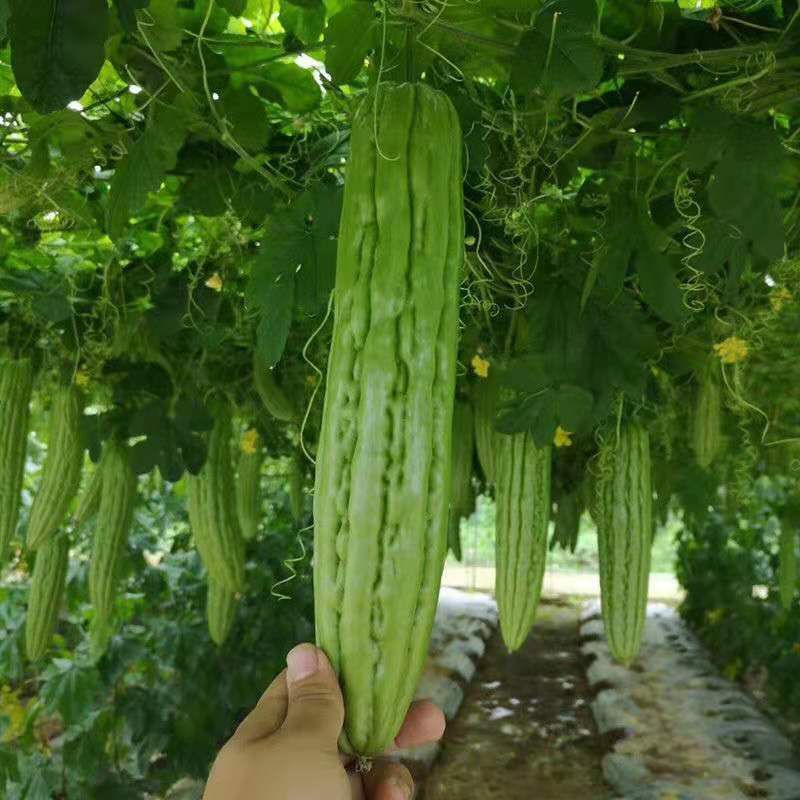 嫁接苦瓜苗油苦瓜苗各类苦瓜苗嫁接油苦瓜苗
