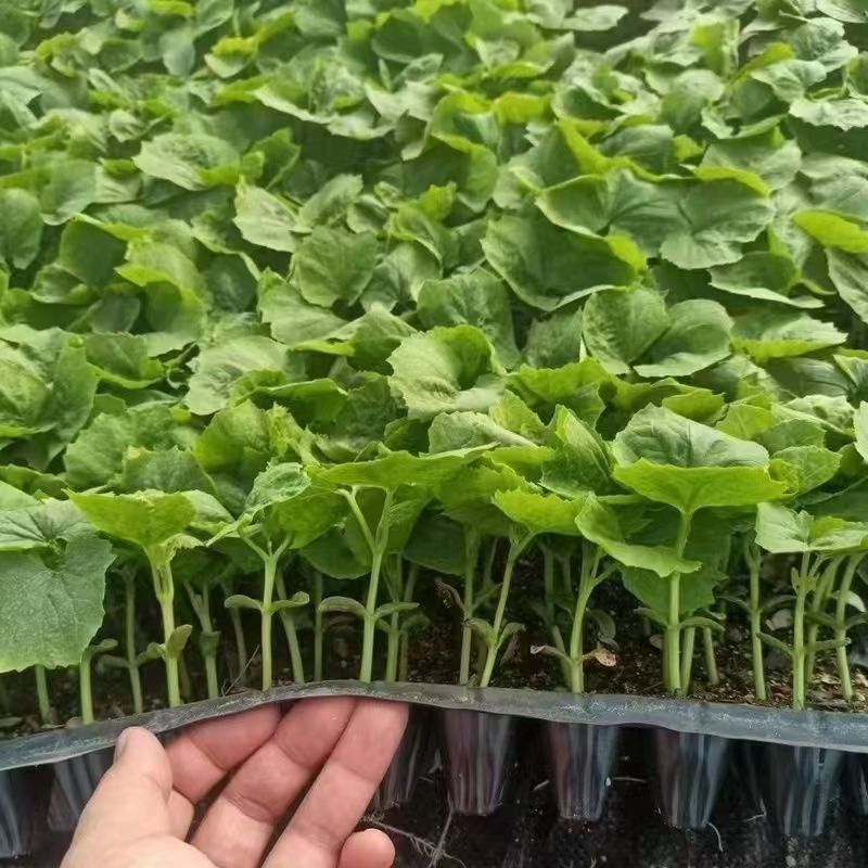 嫁接苦瓜苗油苦瓜苗各类苦瓜苗嫁接油苦瓜苗