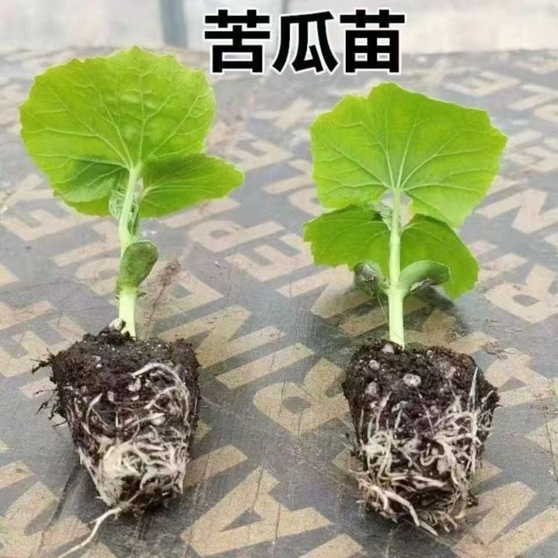 嫁接苦瓜苗油苦瓜苗各类苦瓜苗嫁接油苦瓜苗