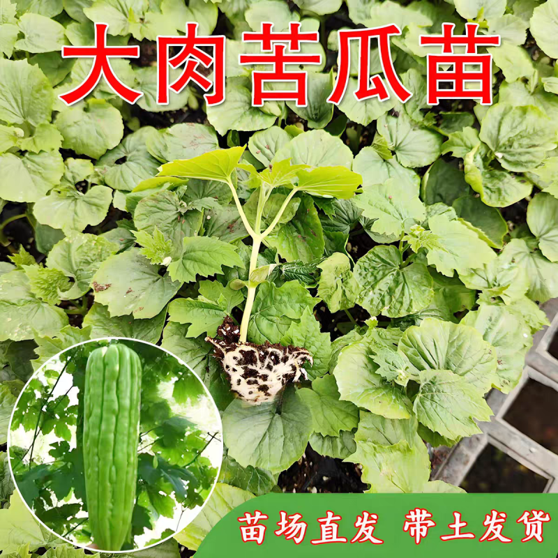 嫁接苦瓜苗油苦瓜苗各类苦瓜苗嫁接油苦瓜苗