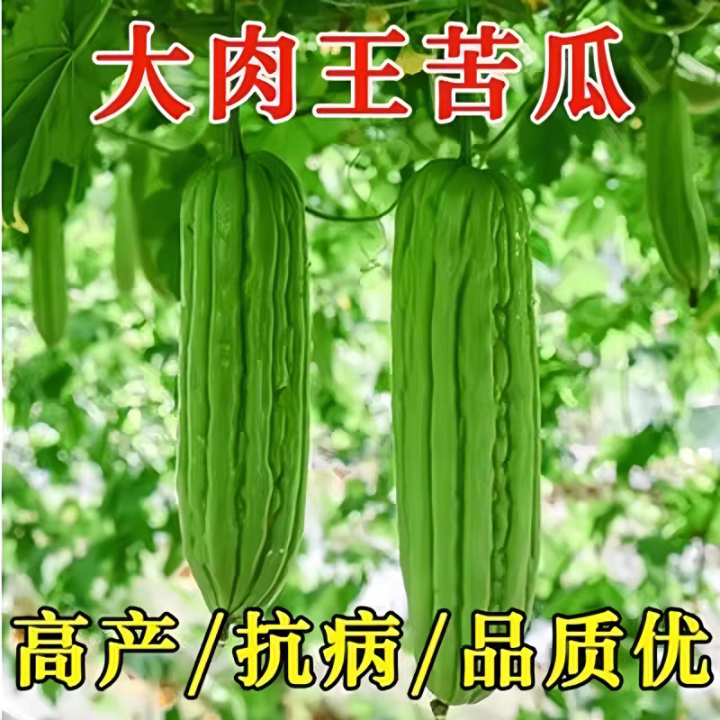嫁接苦瓜苗油苦瓜苗各类苦瓜苗嫁接油苦瓜苗