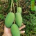 攀枝花椰香芒果鸡蛋芒全网一件代发10年芒果供应链经
