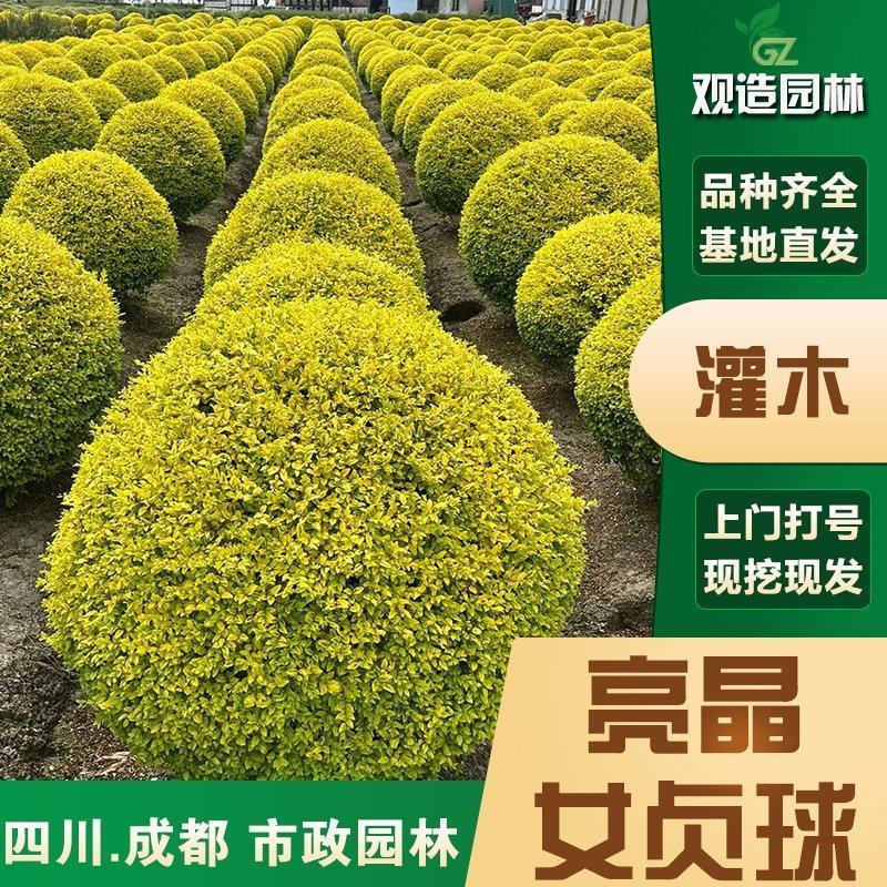 亮晶女贞球花境植物地景花卉花园造景造型树苗棒棒糖金叶女贞