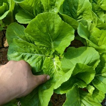 精品毛白菜（中颗）