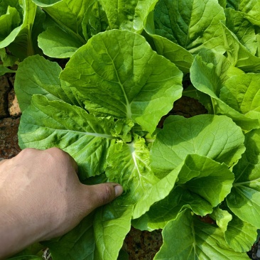 精品毛白菜（中颗）
