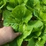 精品毛白菜（中颗）
