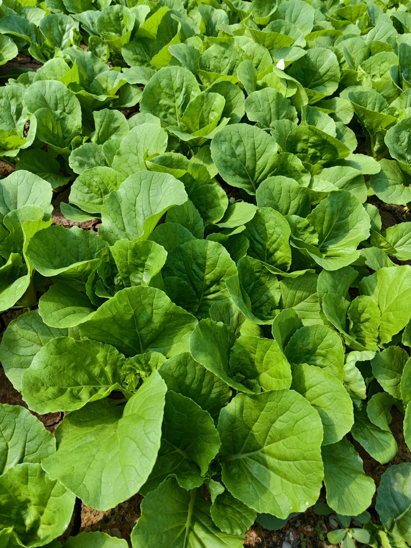 精品毛白菜（中颗）