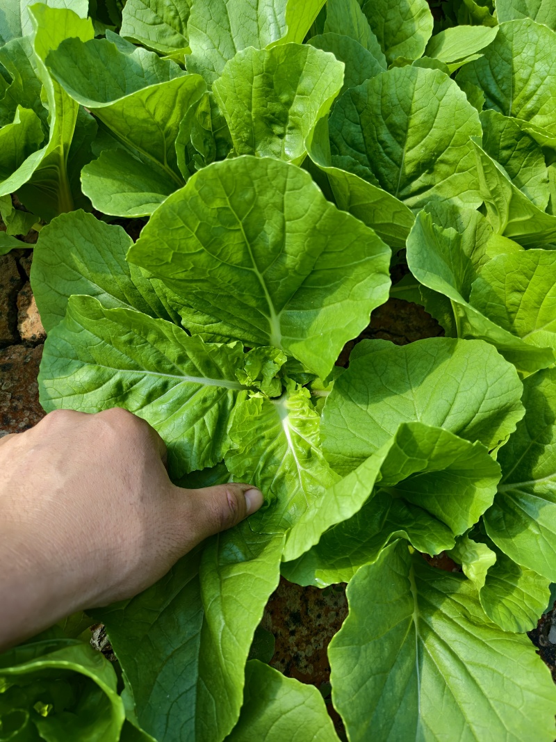 精品毛白菜（中颗）