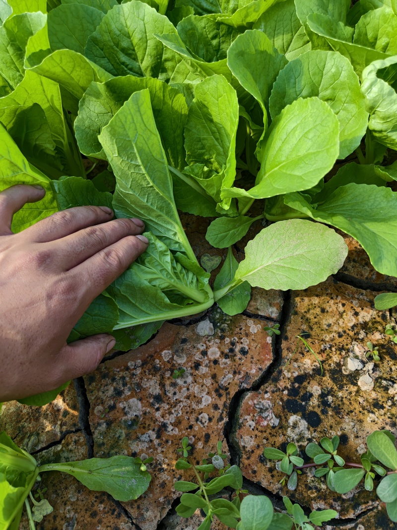 精品毛白菜（中颗）