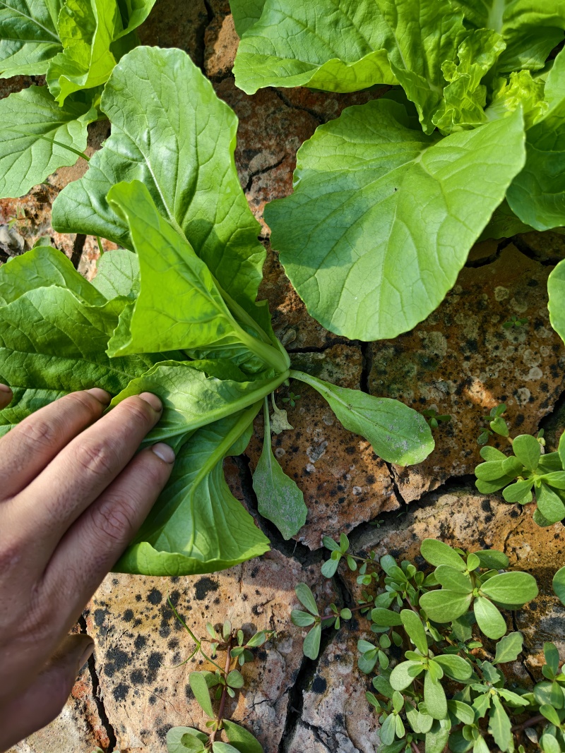 精品毛白菜（中颗）