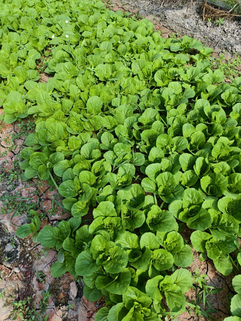 精品毛白菜（中颗）