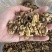 核桃仁奶香草本味核桃仁