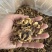 核桃仁奶香草本味核桃仁