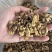 核桃仁奶香草本味核桃仁