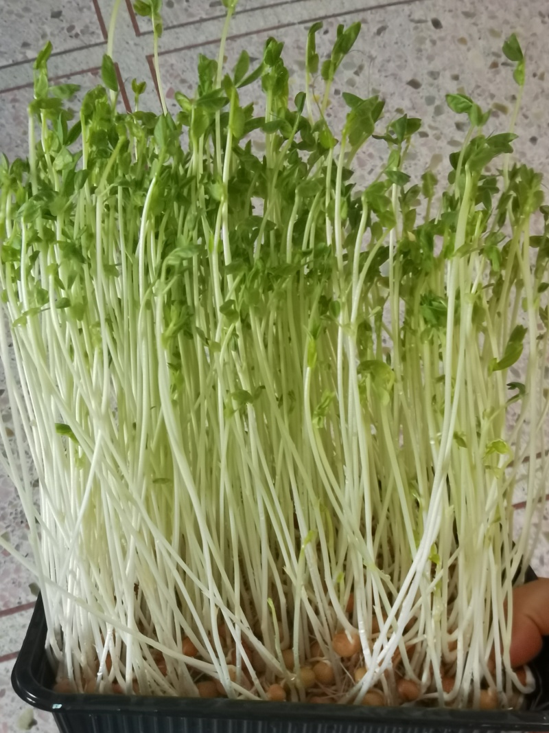豌豆苗水培精品