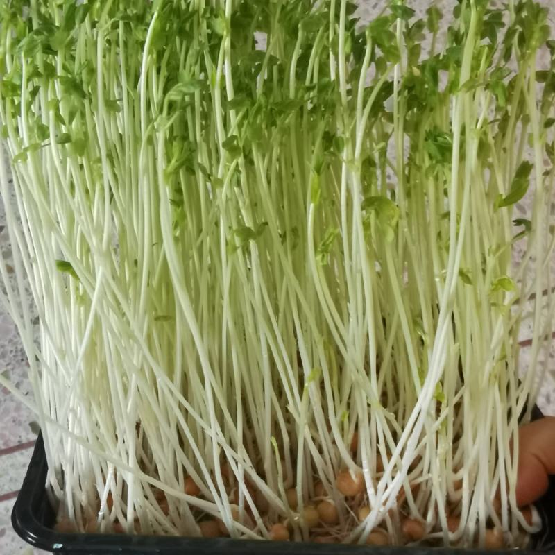 豌豆苗水培精品