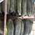 江苏冬瓜价格美丽对接全国质量好走货快量大从优欢迎询价热卖