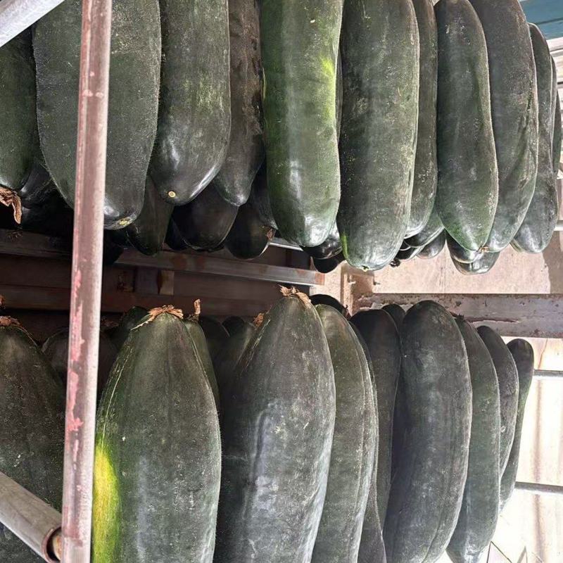 江苏冬瓜价格美丽对接全国质量好走货快量大从优欢迎询价热卖