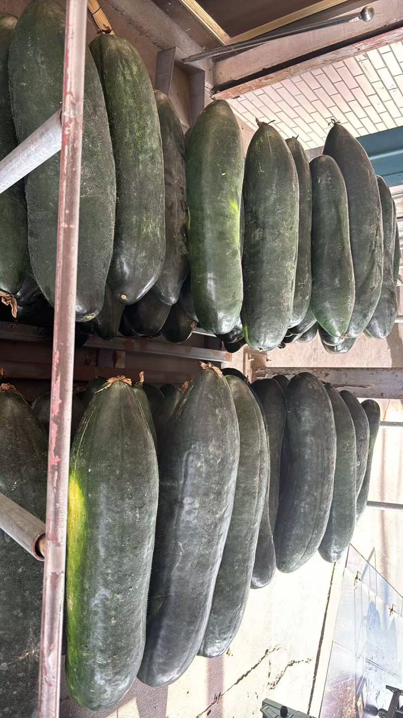 江苏冬瓜价格美丽对接全国质量好走货快量大从优欢迎询价热卖