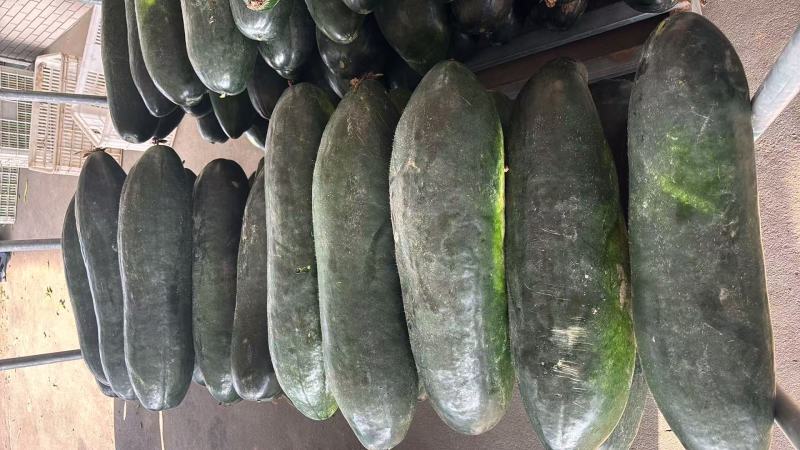 江苏冬瓜价格美丽对接全国质量好走货快量大从优欢迎询价热卖