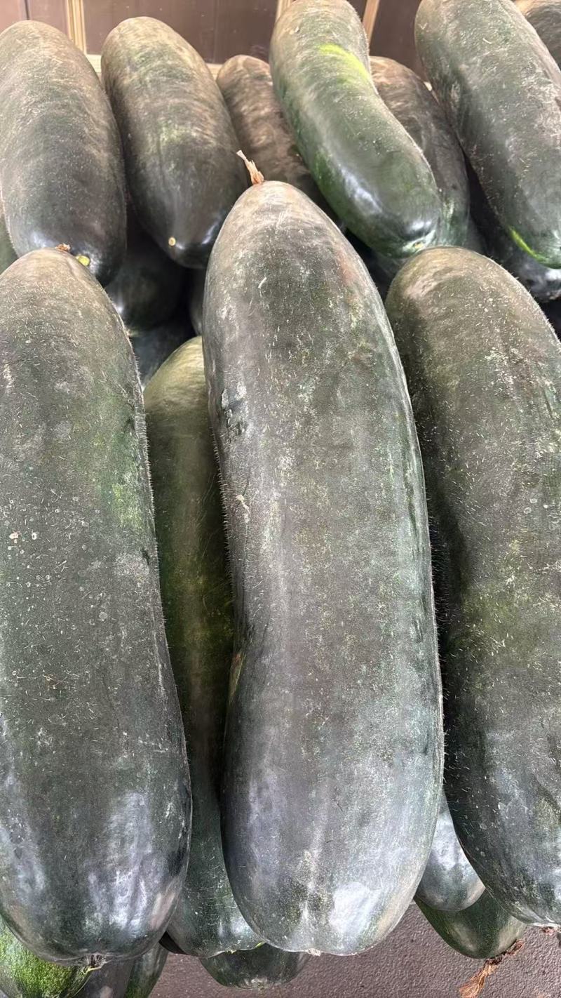 江苏冬瓜价格美丽对接全国质量好走货快量大从优欢迎询价热卖