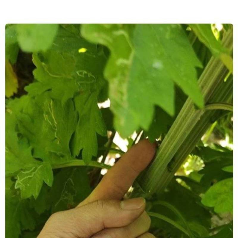 端午新鲜艾草，头茬精品艾草，可定制！