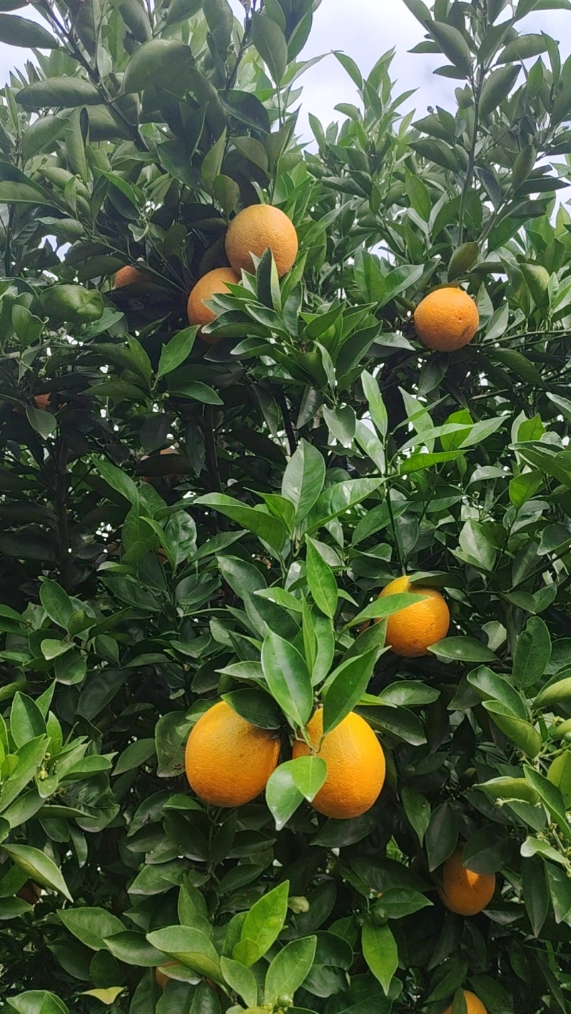 夏橙大量上市中，客商想要的果应有尽有