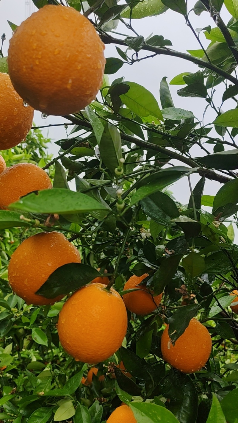 夏橙大量上市中，客商想要的果应有尽有