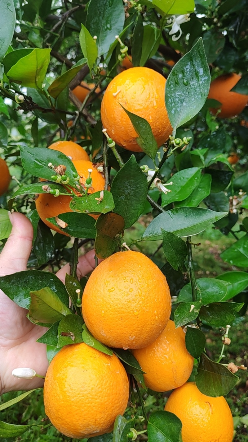 夏橙大量上市中，客商想要的果应有尽有