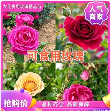 云南食用玫瑰花苗大花玫瑰苗金边墨红滇红大马士革苗鲜花