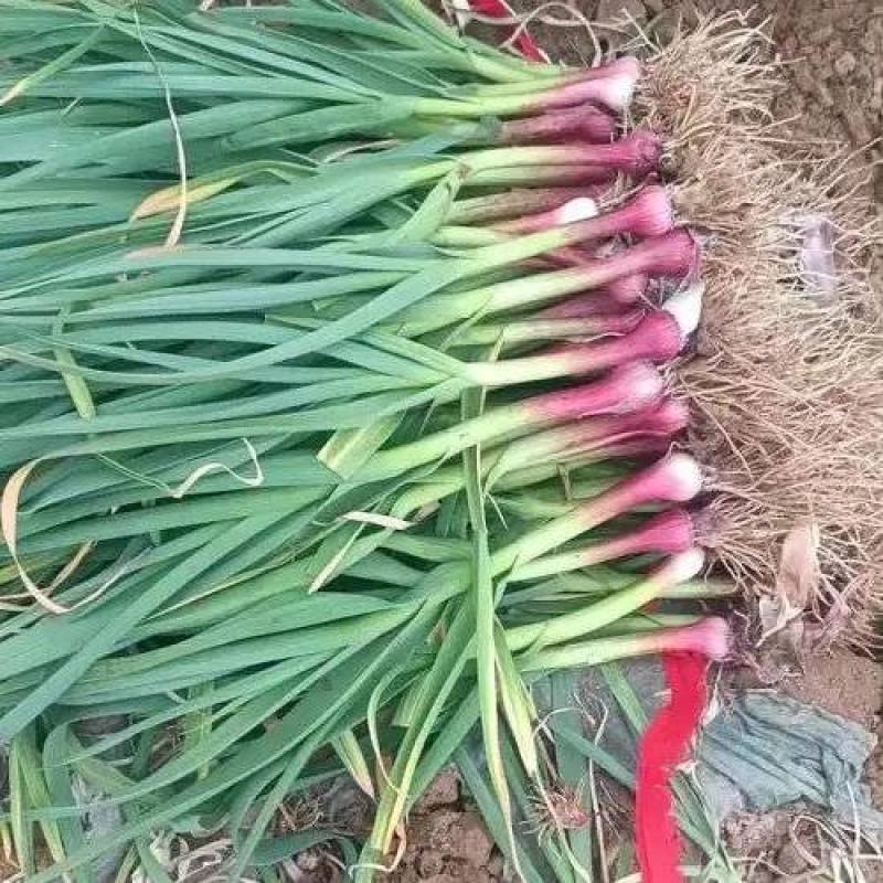 红根蒜苗
