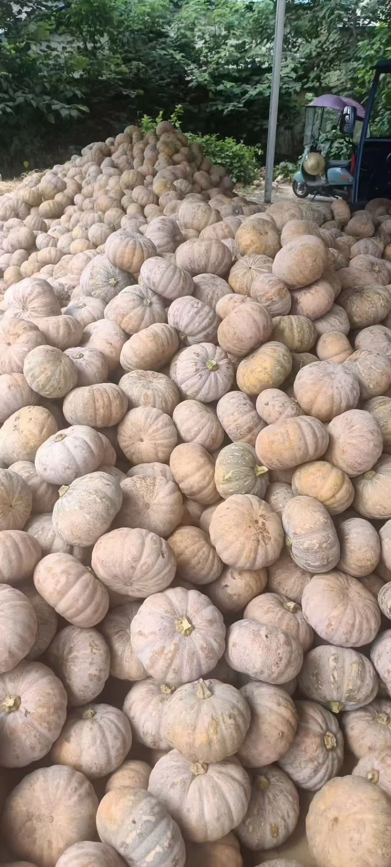 湖北盘龙南瓜204场地直供自产自销大量有货欢迎咨询