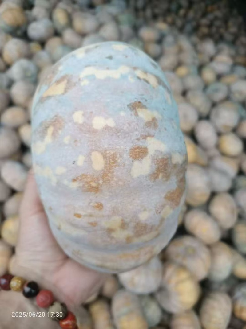 湖北盘龙南瓜204场地直供自产自销大量有货欢迎咨询
