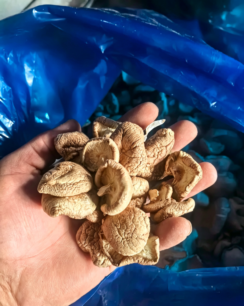 【量大优惠】辽宁香菇小薄片产地直发品质保障对接全国
