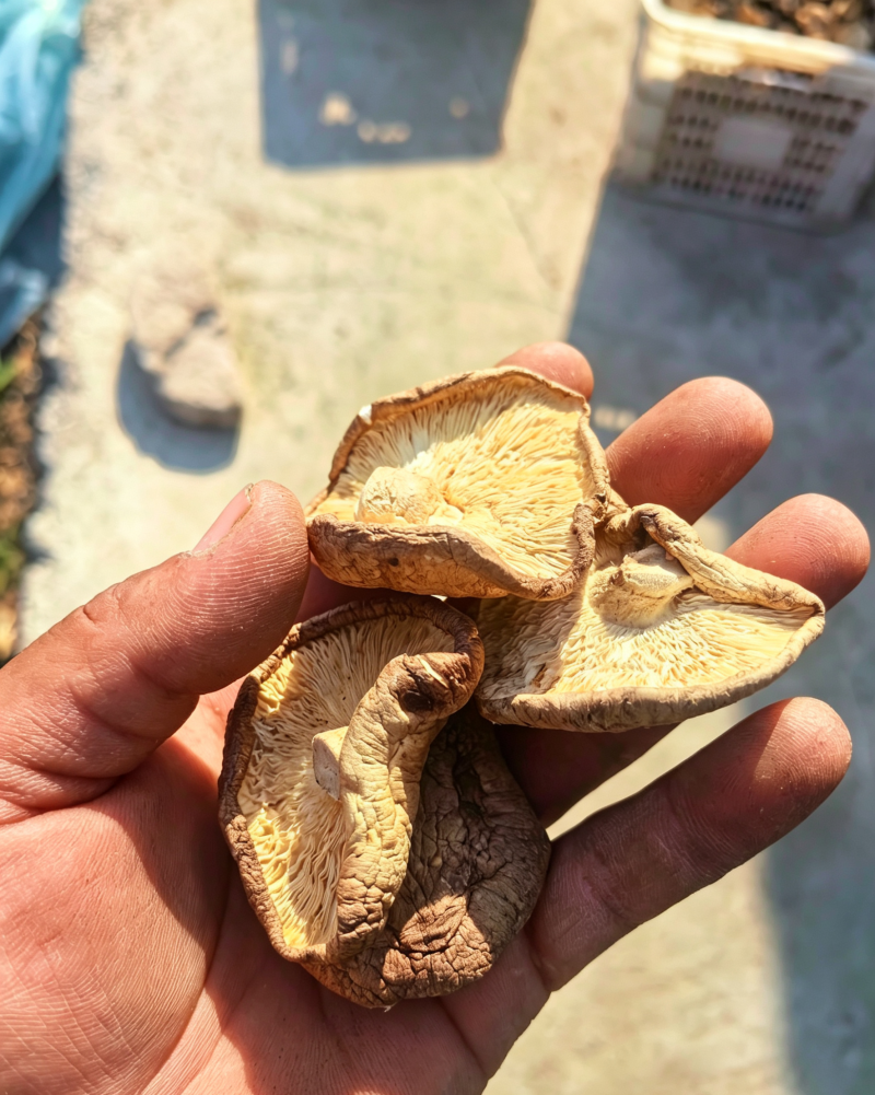 【量大优惠】辽宁香菇小薄片产地直发品质保障对接全国