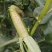 鲜玉米，粘玉米，早白2017，农科糯336上市中