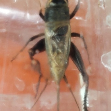 贵州凯里蟋蟀